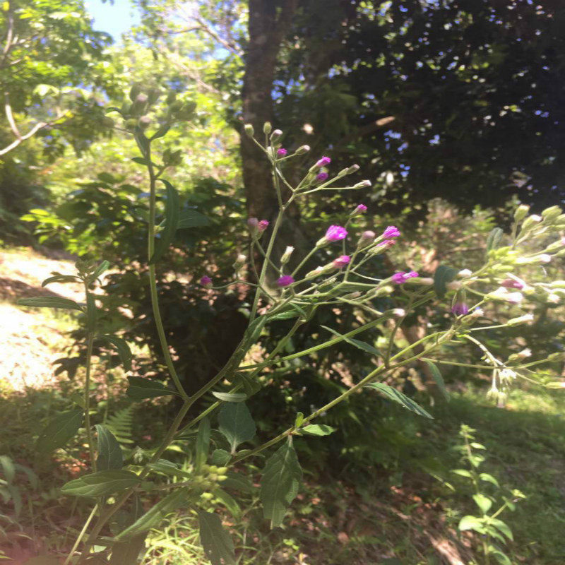 广西山草药夜香牛夜牵牛消山虎寄色草shang寒草现采发货