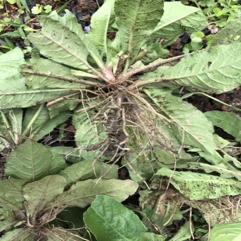 野生山草药地胆头地胆草白花地胆头地斩头地苦胆全株晒干