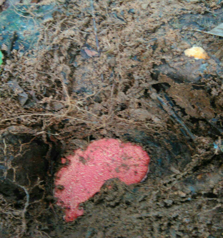 5斤新鲜野生薯莨 薯良 朱砂莲 红药子鸡血莲血三七 牛血莲整个