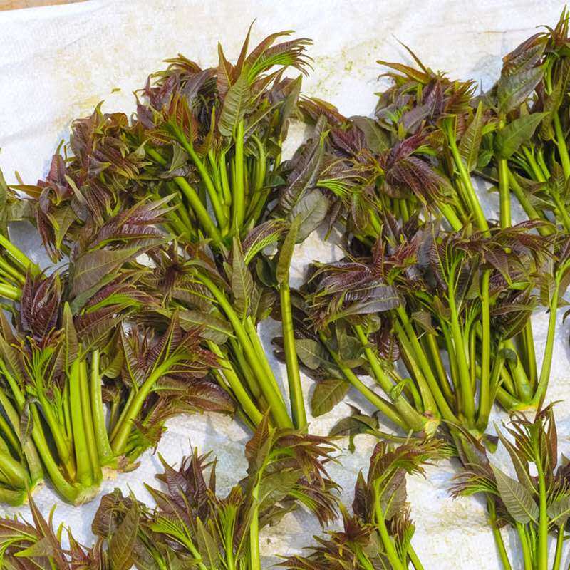 安徽阜阳太和特产贡椿香椿椿芽头1000克手提礼盒腌制