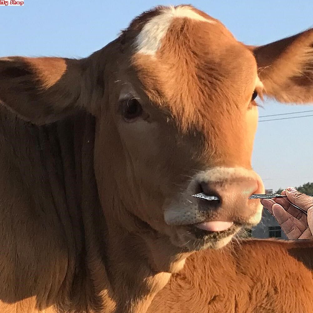 牛鼻畜牧养殖器械不锈钢牛鼻子犊牛穿孔刺孔打孔大型畜牧