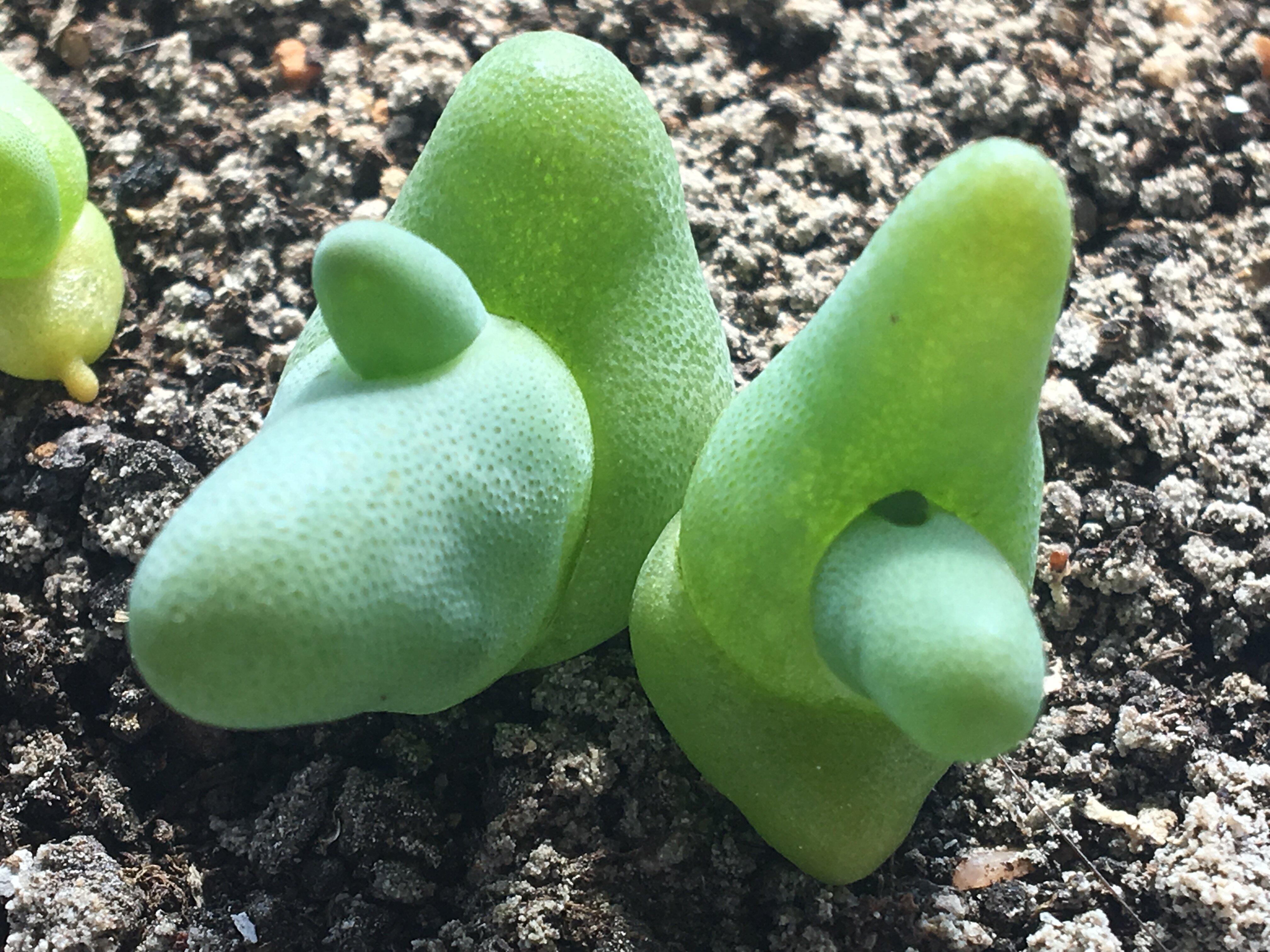 多肉植物番杏科肉锥pp屁股亲指姬亲指实物拍照多肉植物