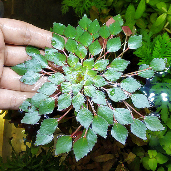 水草浮萍鱼缸浮性水生植物圆心槐叶珊瑚小芝水草