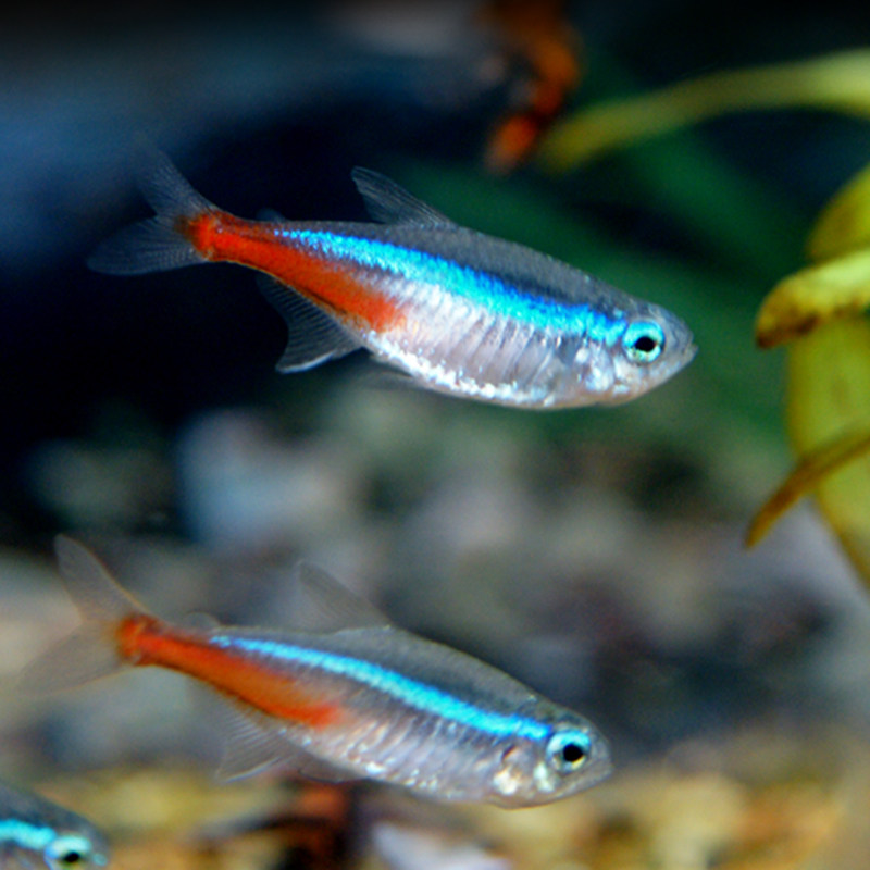 活体红绿灯小型灯科热带观赏鱼淡水鱼绿莲灯群游草缸鱼