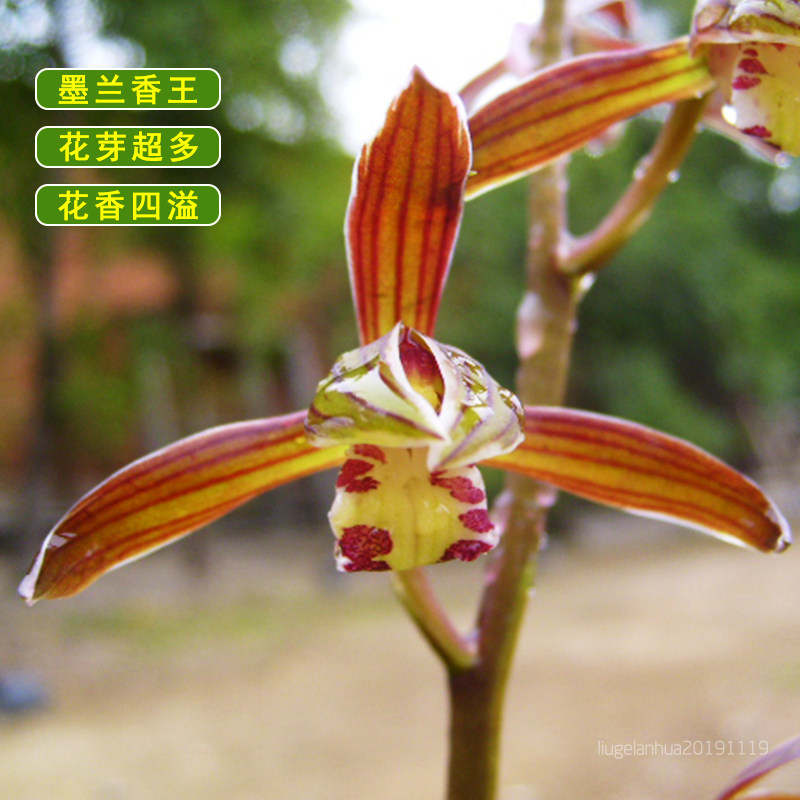 墨兰兰新品兰花苗香王冬带浓香花苞出售好养时令草本花卉