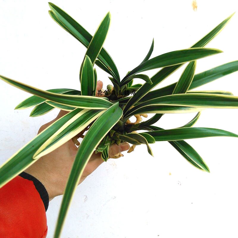 兰花金边建兰四季兰帝王妃矮种有香味花苗花卉花卉