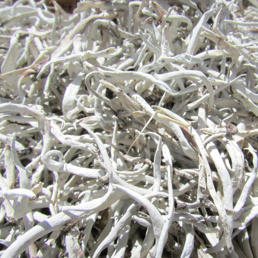 白雪茶尖养生茶雪茶地太白茶藏雪茶正品100克养生茶