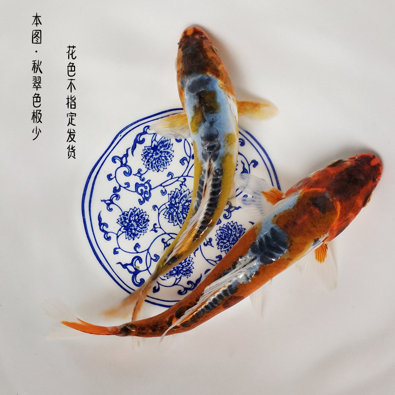 德系秋翠锦鲤鱼活体冷水观赏鱼易活风水鱼红白黑黄钱串少鳞锦鲤