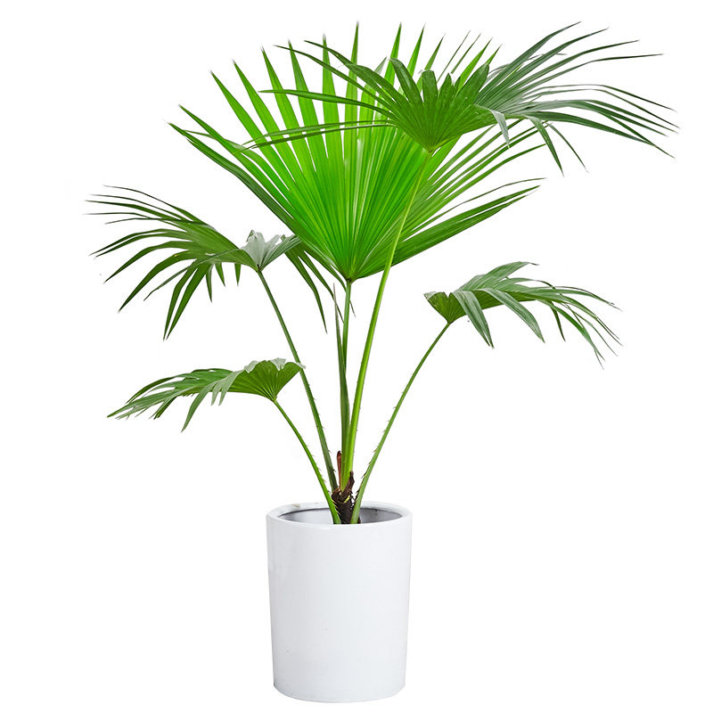 绿植盆栽蒲葵大叶葵伞大型家居走廊庭院净化空气大型绿植