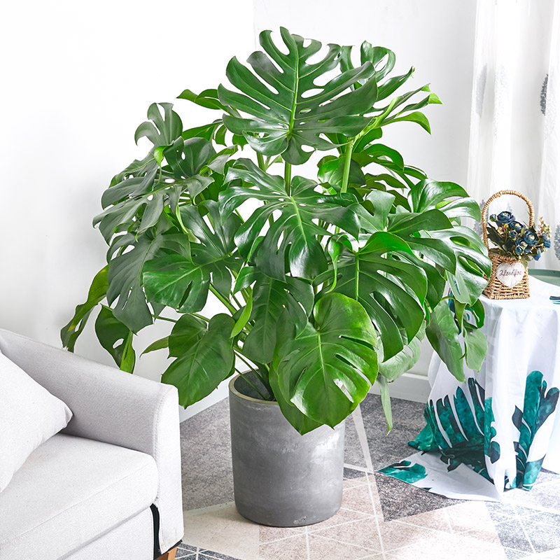 龟背室内客厅办公叶办公甲醛植物大叶盆景网红绿植