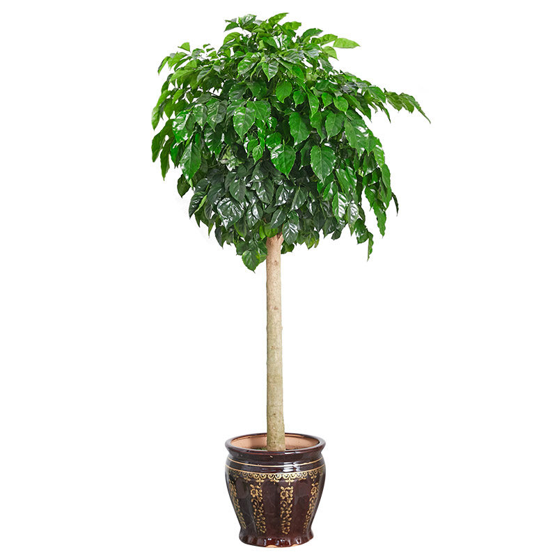 绿宝盆栽幸福树盆景室内办公室大型常绿植物清新空气绿植