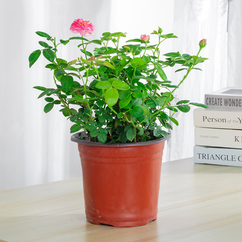 绿植月季花盆栽蔷薇花小四季开花阳台室外喜阳花卉