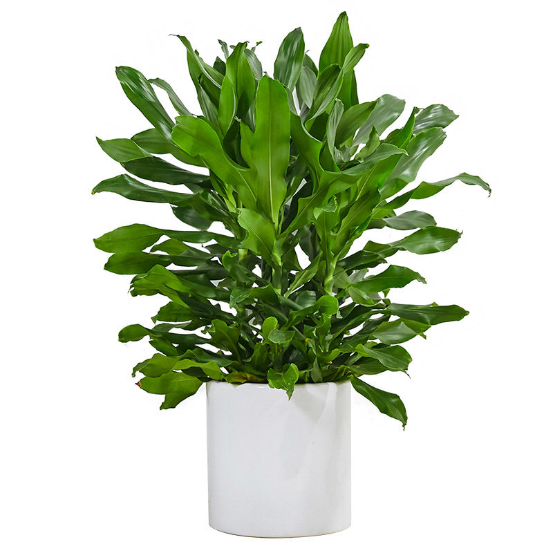 螺纹室内甲醛净化空气客厅办公室植物叶植物青叶观盆栽大型绿植