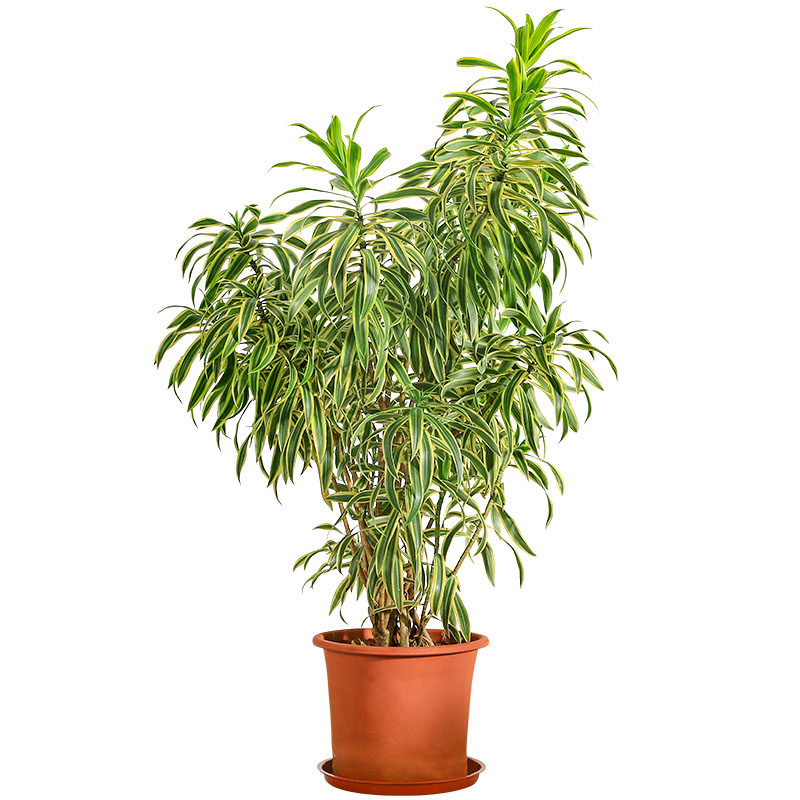 百合竹盆栽 室内外大型植物阳台客厅高档富贵绿植金边金心百合竹