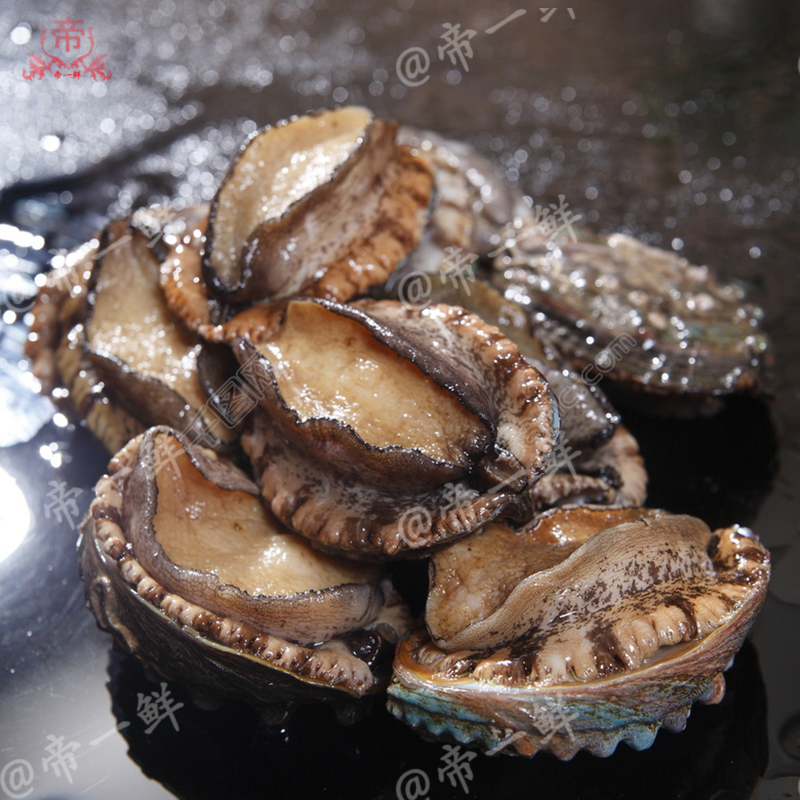 天津鲍鱼鲜活包邮海耳鳆九孔军帽同城生蚝扇贝鲍鱼