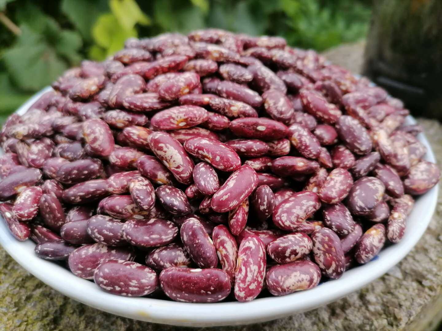 贵州特产21年新花四季紫花芸豆大花红豆3斤其它