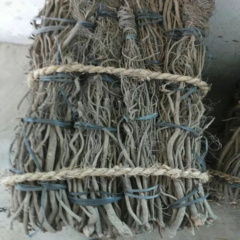 鱼藤鱼藤根精一一扫光清塘流动水晕鱼闹捕鱼不伤鱼网