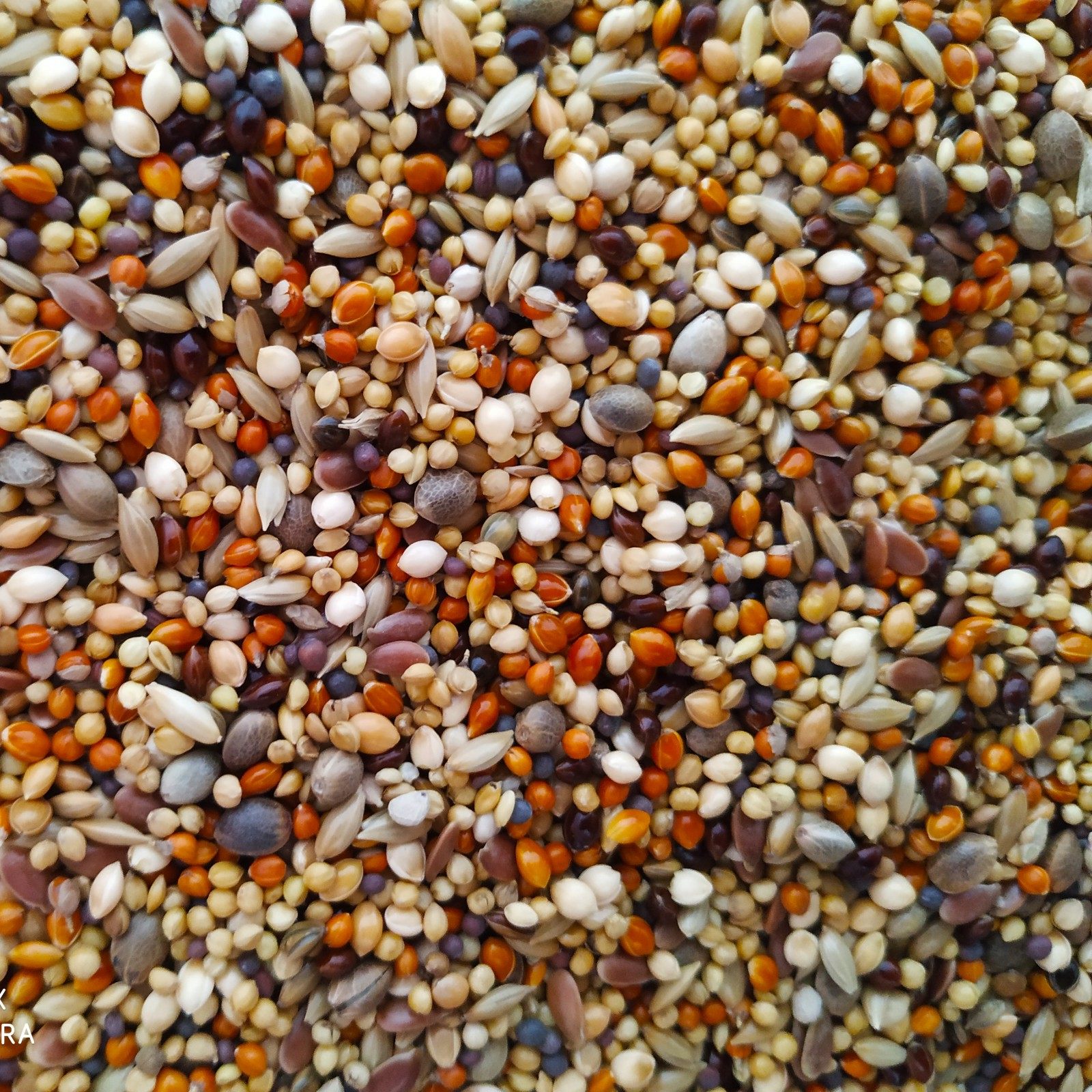 鸟粮鸟食文鸟粮雪鸽芙蓉金丝雀珍珠珍珠鸟混合饲料鸟