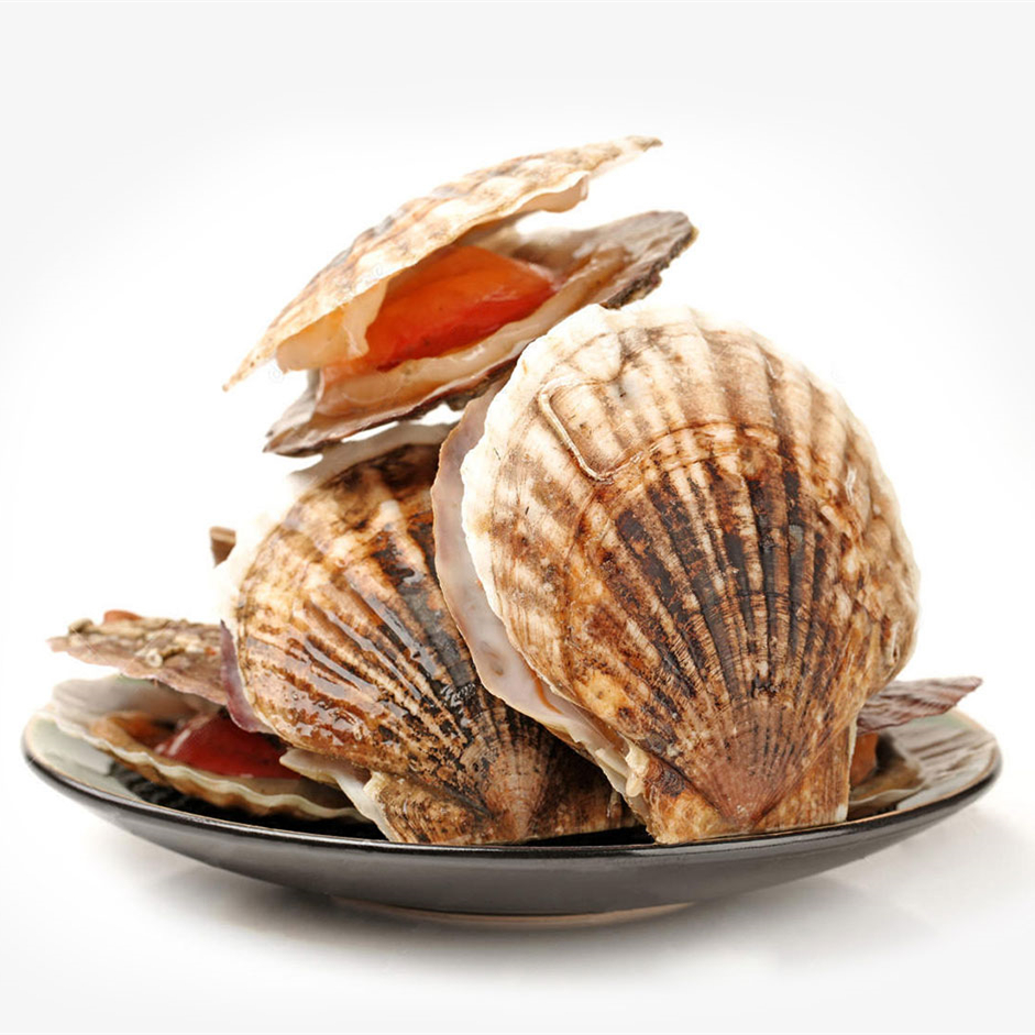 扇贝鲜活俄罗斯特大500g特级大号野生蒜蓉粉丝扇贝