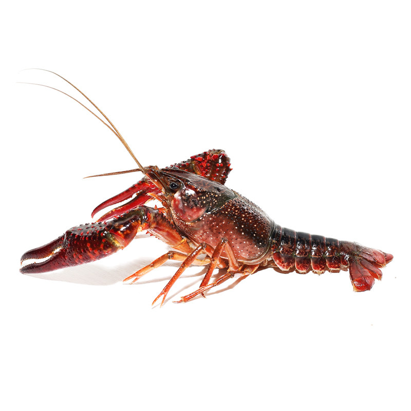 洪湖清水鲜活小龙虾456钱现卖现捕特大新鲜壳活5斤活虾