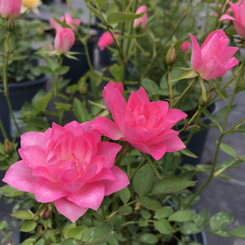 阳台带花发货天荷繁星月季月季花花苗大苗多花观叶