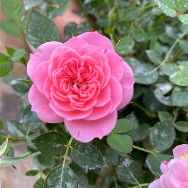 带花发货微月心上人恋人印记月季月季花花苗多季观叶