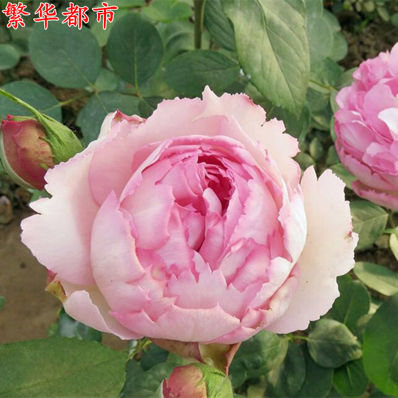 月季伊芙系列繁华都市苗大浓香四季开花庭院观叶