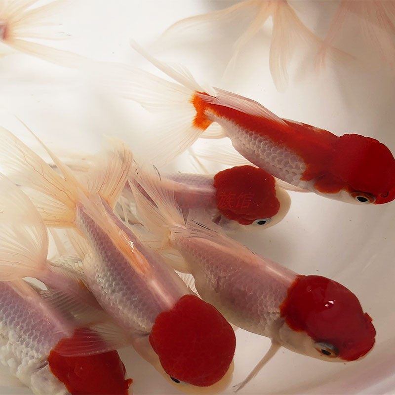 金鱼活体丹顶小型观赏鱼鹤顶红小鱼苗冷水鱼淡水鱼