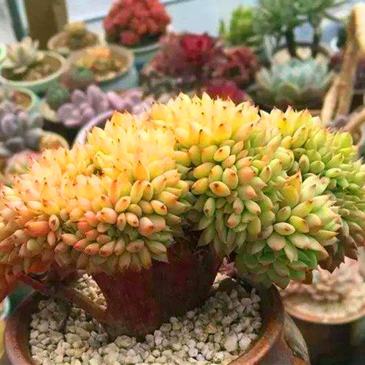 满额包邮多tp缀化含盆夏季桌面室内新手好养多肉植物