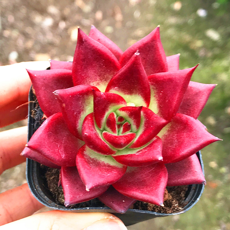 满额包邮骑士血罗灵魂红色新品罕见小贵货萌多肉植物