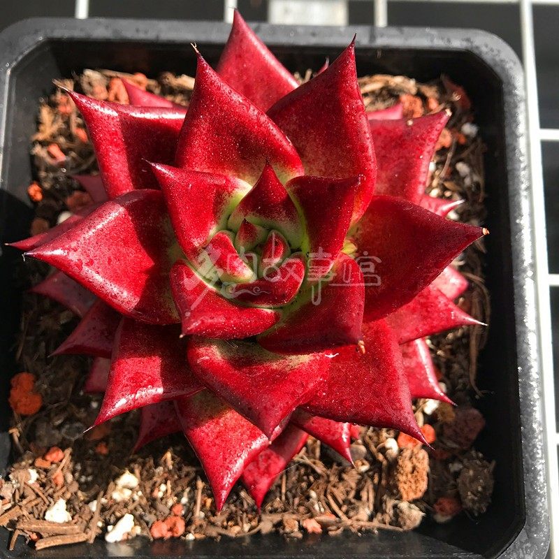 满额包邮多红檀灵魂含盆新手四季好养萌肉防辐射多肉植物