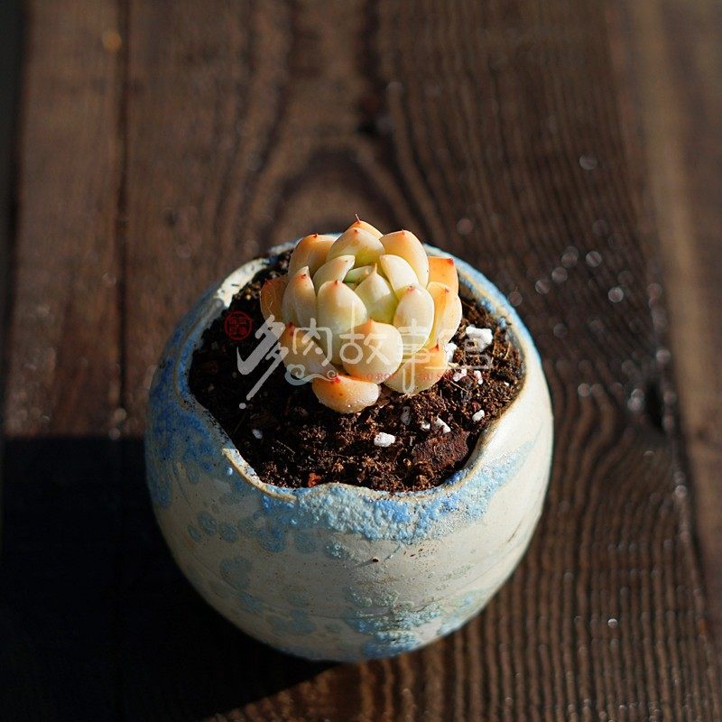 多肉植物控样黄沙月影净化空气趣味防辐射窗台老桩多肉植物