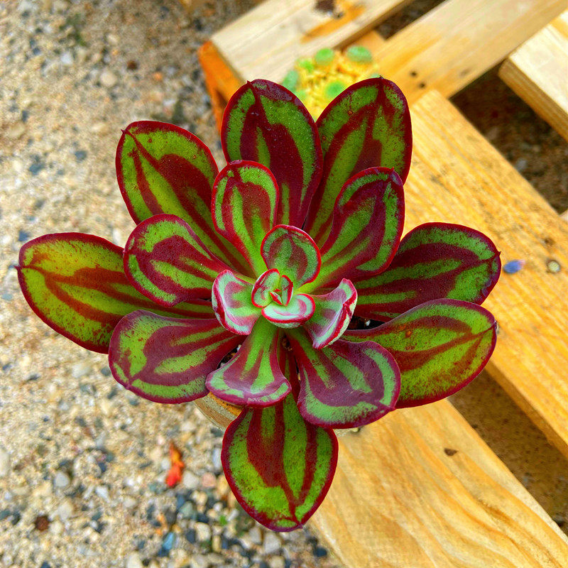 多肉地直盆栽花卉品种奇趣基地植物云南红丝多肉植物