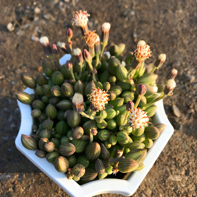 满额西瓜室内桌面防辐射含盆佛珠包邮多童子金童子多肉植物