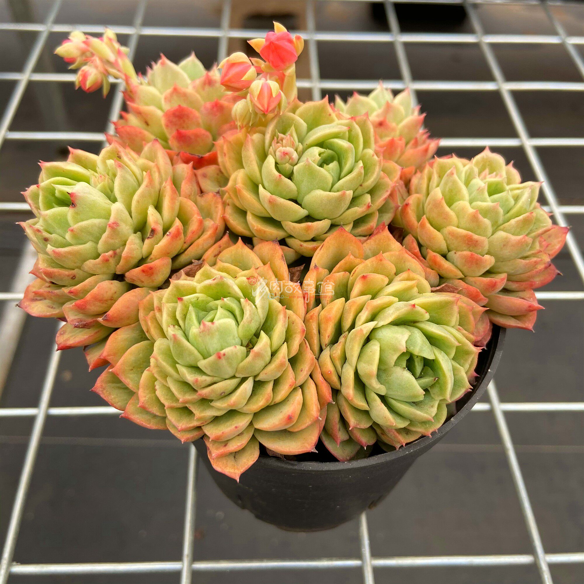 满额包邮多故事酸橙辣椒群生四季好养果冻盆栽多肉植物