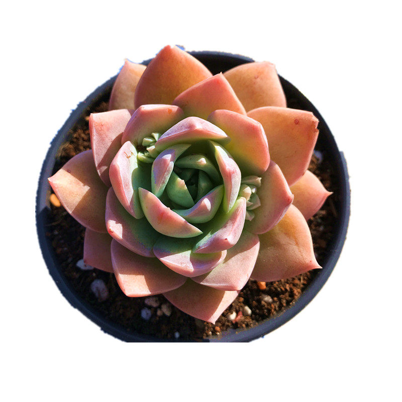 包邮多木樨甜心果冻粉色色系小萌肉含盆土栽防辐射多肉植物