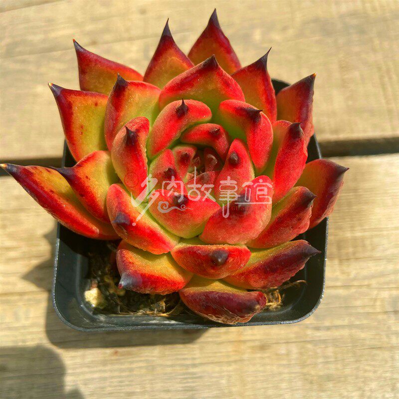 多肉植物摩根边超红大群生东云系纯露养云南多肉植物