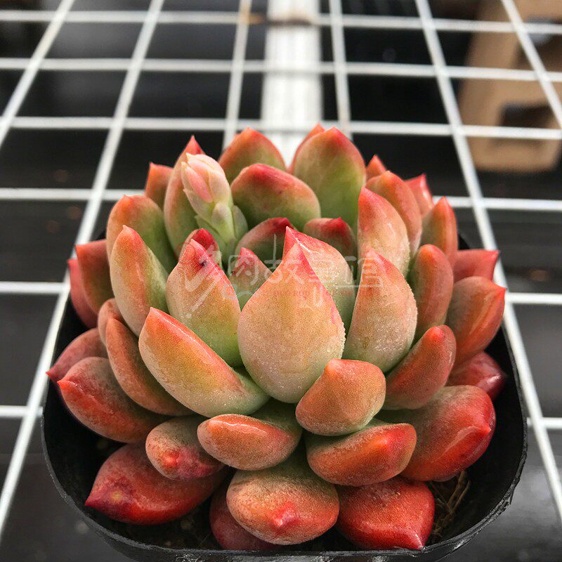 满额包邮多冰心公主含盆新手四季好养萌肉防辐射多肉植物