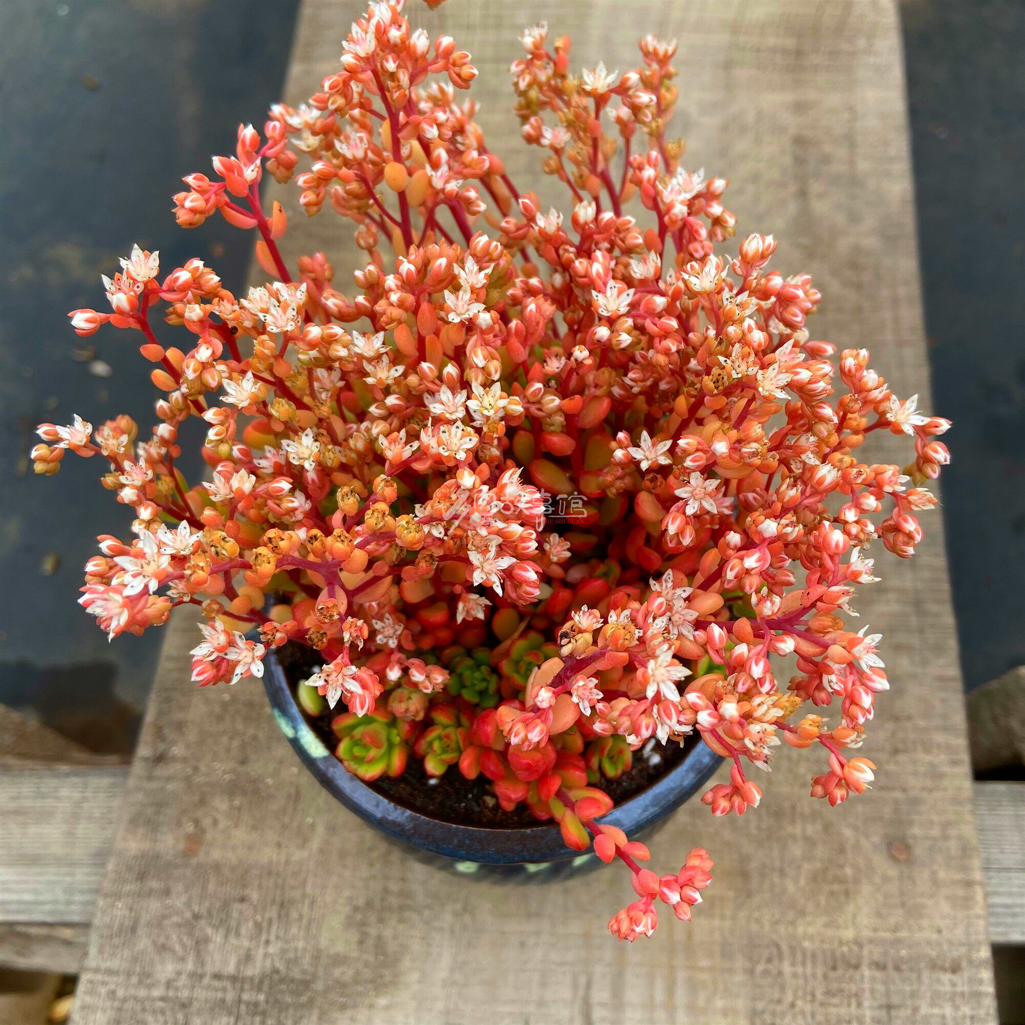 开花塔洛克开花防辐射多肉花盆老桩花卉室内甲醛多肉植物