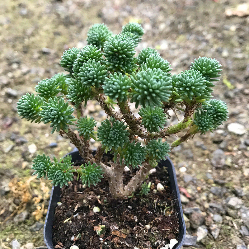 多肉植物【球松】松球 可修剪造型肉肉 办公室室内精品盆栽