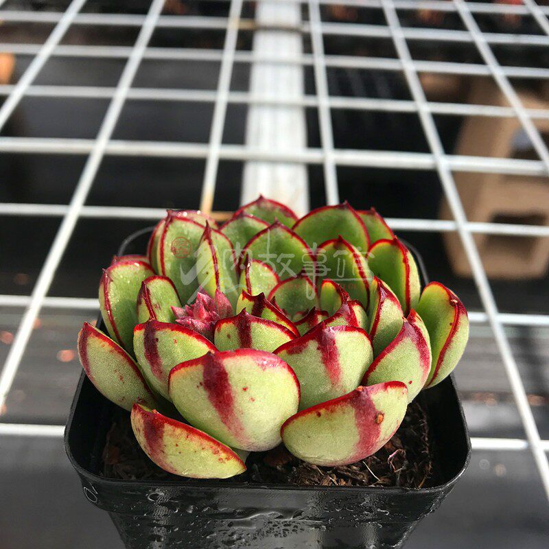 满额包邮多红花女王含盆新手四季好养萌肉防辐射多肉植物