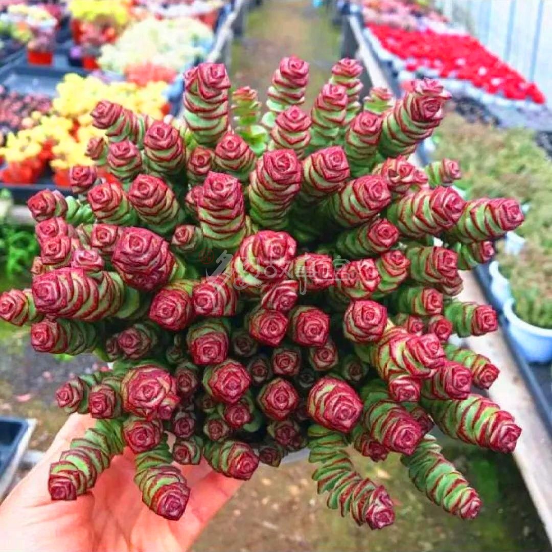 多肉故事满额包邮钱串老开花型夏季新手多肉植物