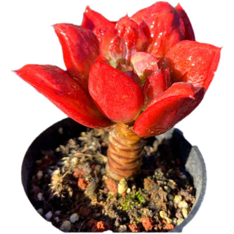 多肉植物狂野男爵瘤子小老桩粗根稀少品种露养多肉植物