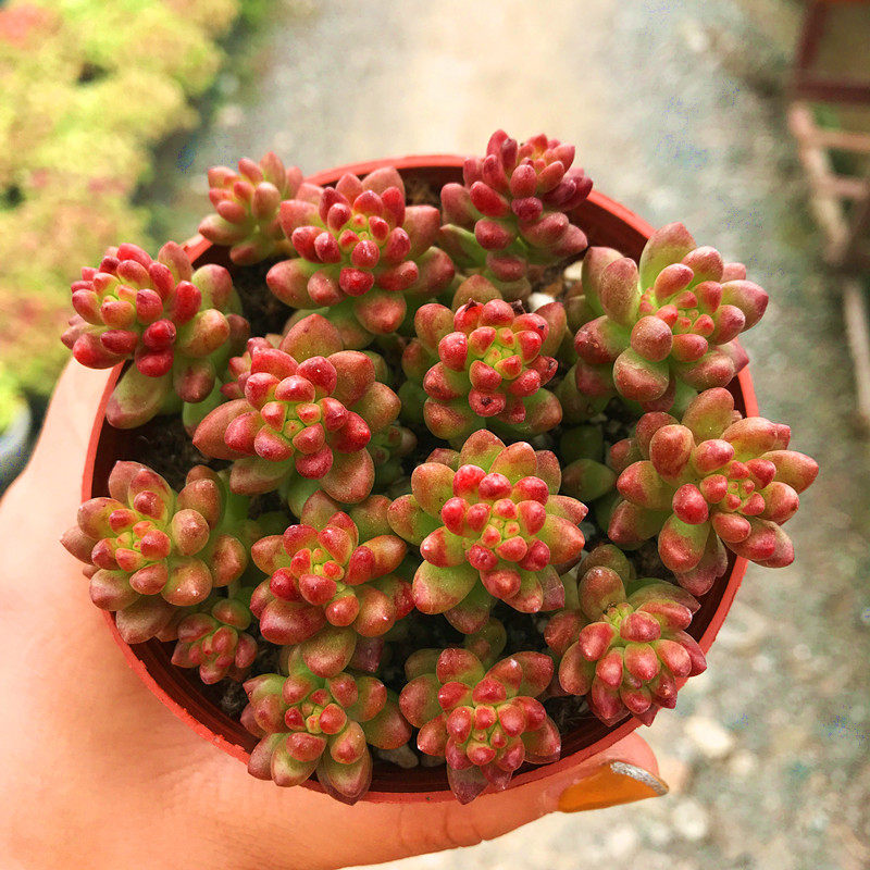 满额包邮多艾星赤豆稀少少小植物含盆土新多肉植物