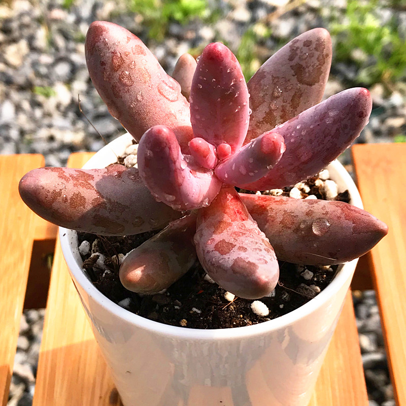 植物多肉手指粉色进口奇趣绿植花卉盆栽多肉植物