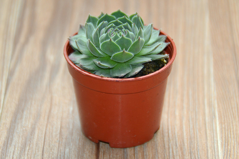 多肉植物【芙蓉卷娟】叶片已出红色 品相较好奇趣植物 多肉故事馆