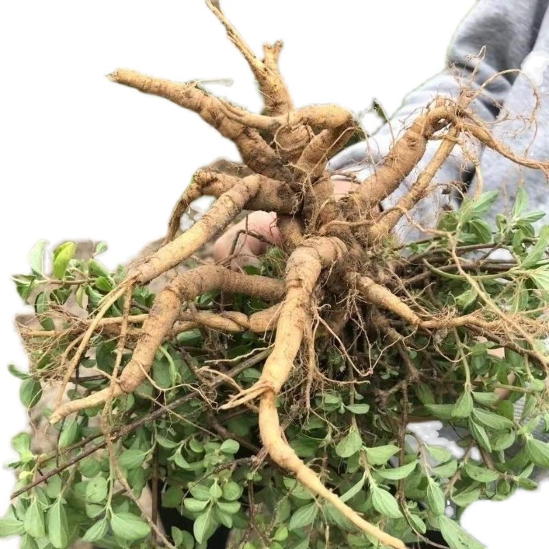 雾水葛根糯米藤根捆仙咄脓草药纯根500g包邮其他药食同源食品