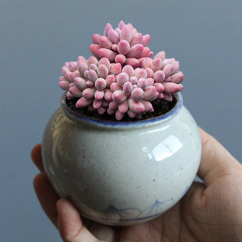 新品多肉花盆粗陶透气复古陶瓷控养型小老桩桃蛋花盆