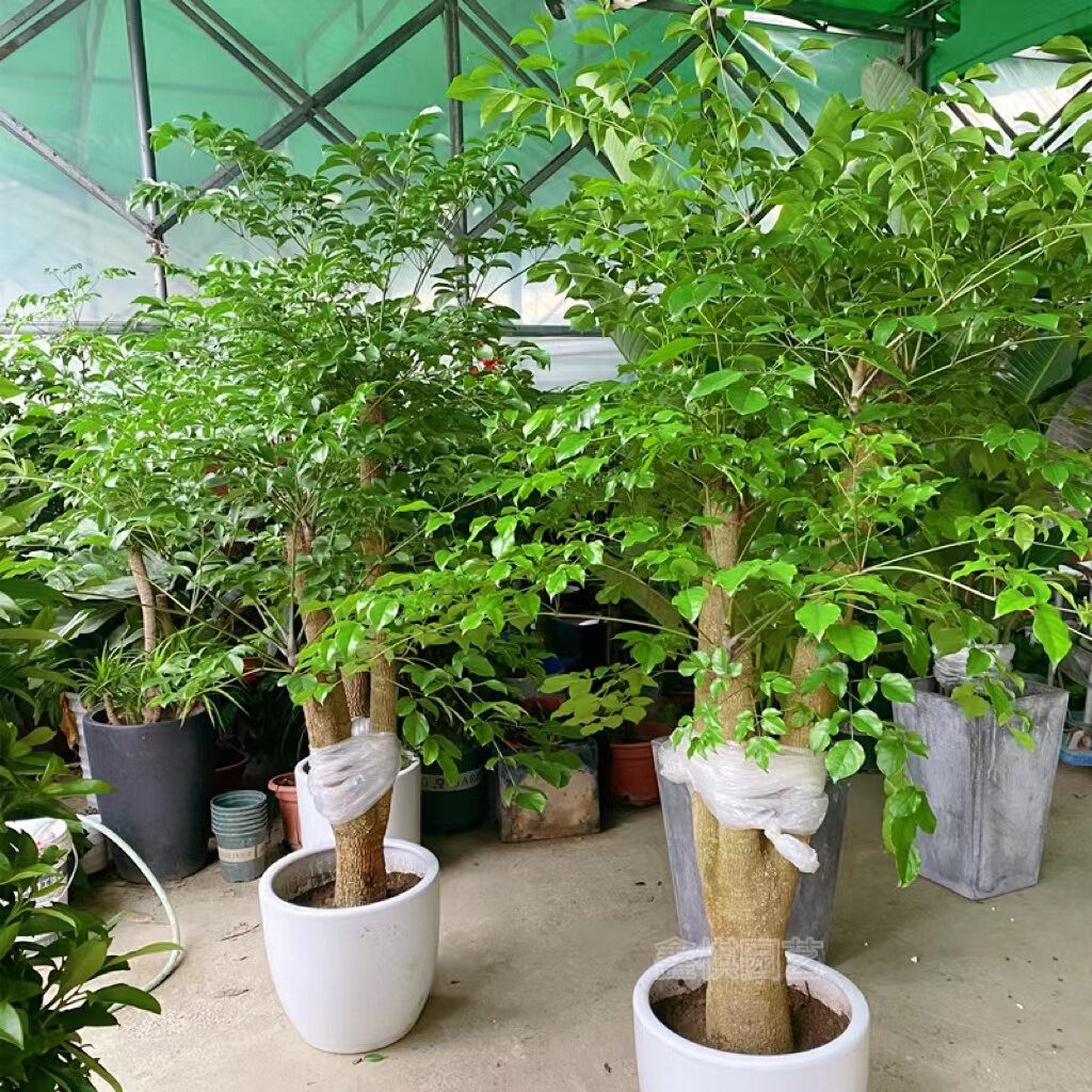 幸福树多头绿植盆栽室内家庭办公室净化空气甲醛大型大型绿植