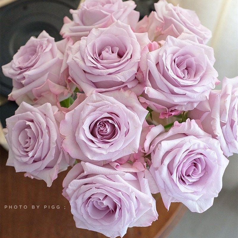 厄瓜多尔进口花材鲜花速递purplehaze紫雾玫瑰花10支新品鲜花速递同城